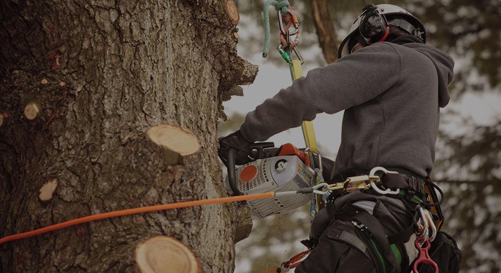 Tree Service, Tree Removal Services and Firewood Supplier